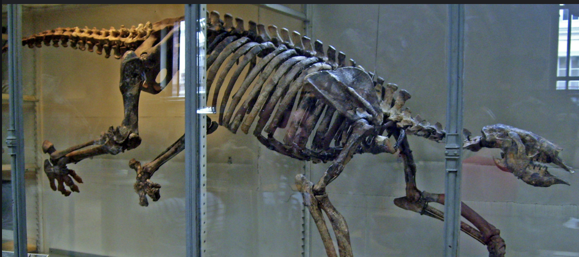 Thalassocnus Skeleton